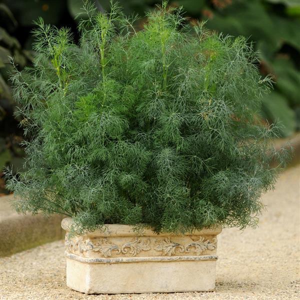 Anethum graveolens 'Fernleaf'  - Fernleaf Dill