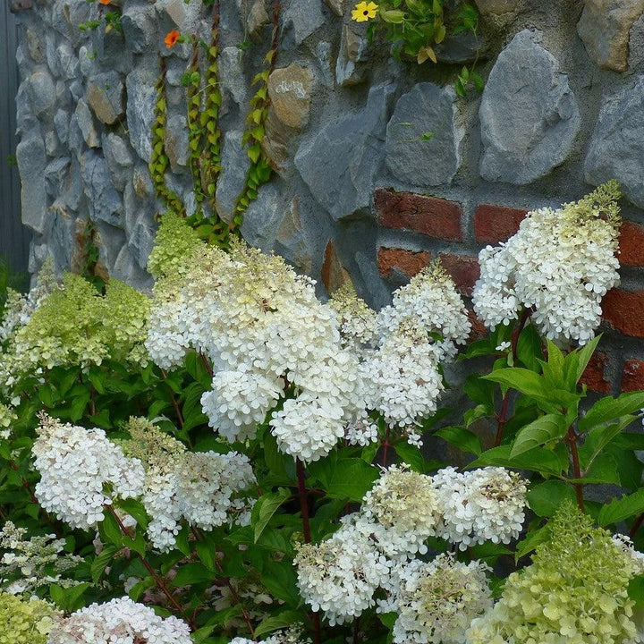 Hydrangea paniculata 'Renba' PP28,509  - First Editions® Berry White® Hydrangea
