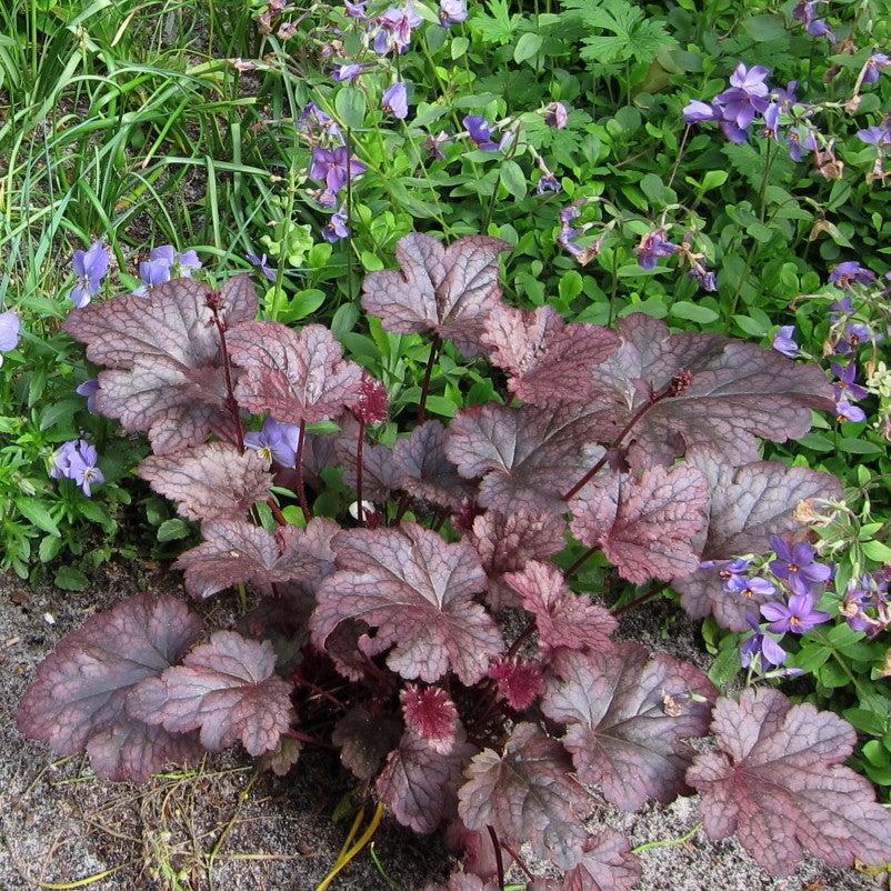 Heuchera x 'Plum Pudding'  - Plum Pudding Coral Bells, Heuchera