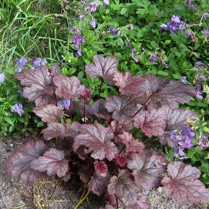 Heuchera x 'Plum Pudding'  - Plum Pudding Coral Bells, Heuchera