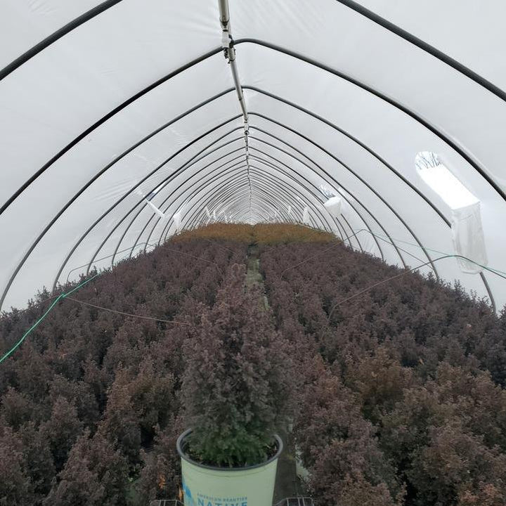 Chamaecyparis Thyoides 'Top Point'  - Top Point Dwarf White Cedar