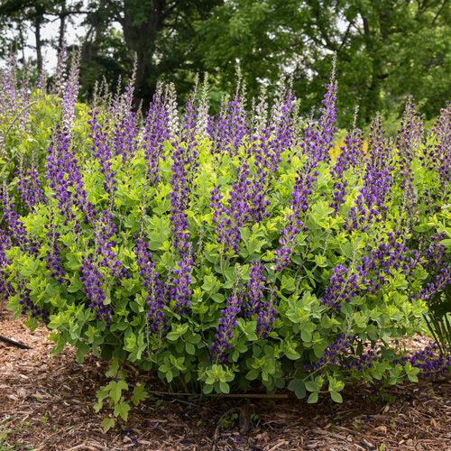 Baptisia 'Sparkling Sapphires' PP27,904  - PW® Decadence® Sparkling Sapphires False Indigo