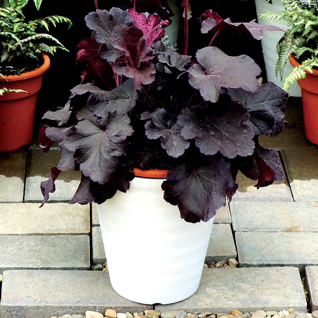 Heuchera 'TNHEUNEB'  - Northern Exposure™ Black Heuchera