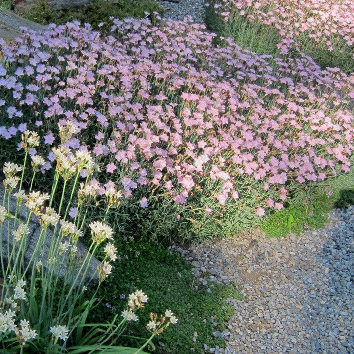 Dianthus 'Bath's Pink'  - Bath's Pink Dianthus