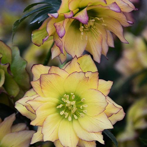 Helleborus 'Wedding Party Mix'  - Wedding Party® Mix Lenten Rose