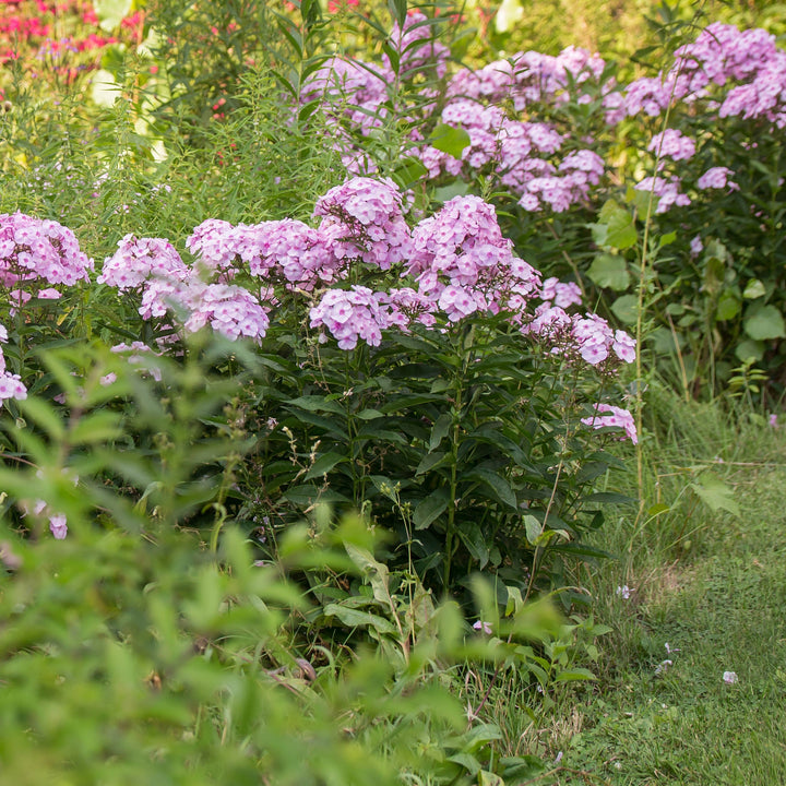Phlox paniculata 'Ditomfav' PP21,369  - First Editions® Cotton Candy™ Phlox