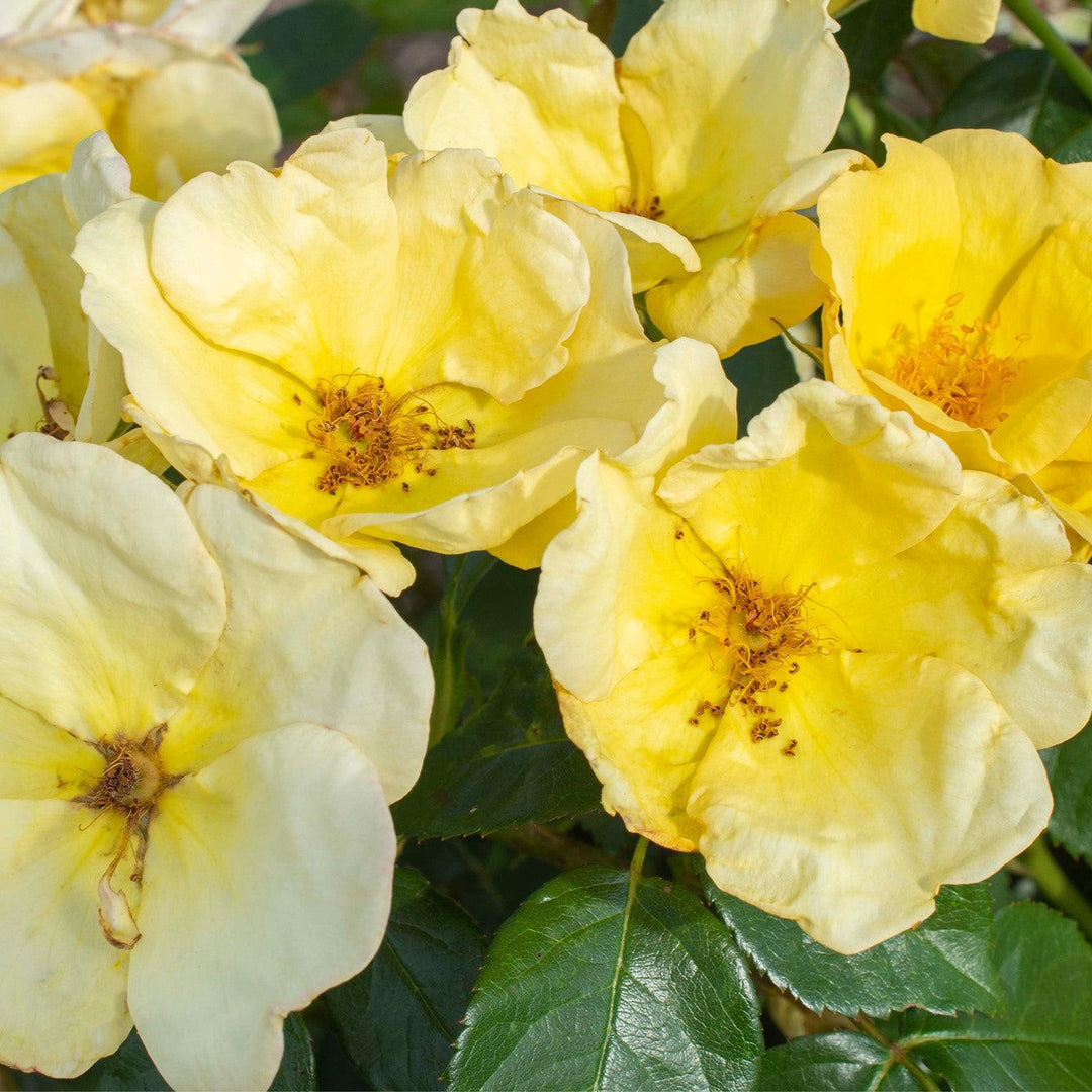 Rosa 'SRPylwko' PP 35,465  - Easy Bee-zy™ Knock Out® Rose