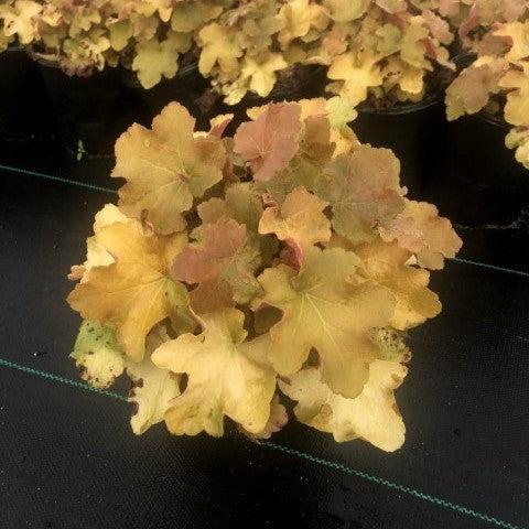 Heuchera 'Caramel' PP16,560  - Caramel Coral Bells, Heuchera