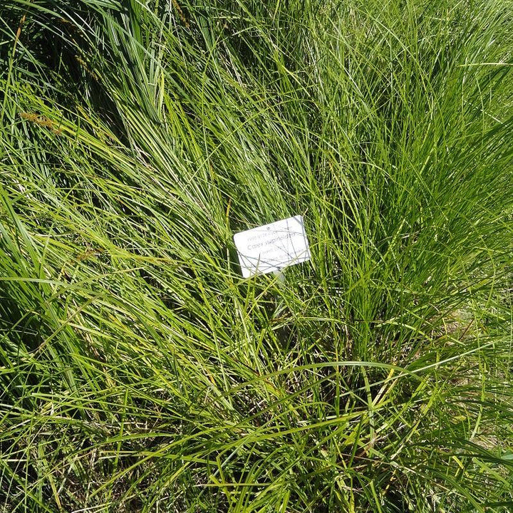 Carex vulpinoidea  - Fox Sedge