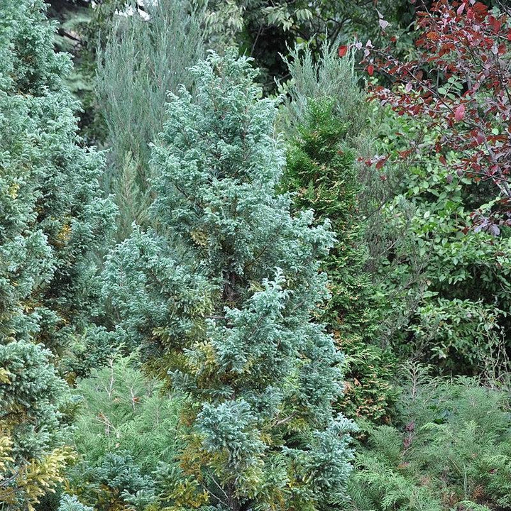 Chamaecyparis pisifera 'Boulevard'  - Boulevard Cypress