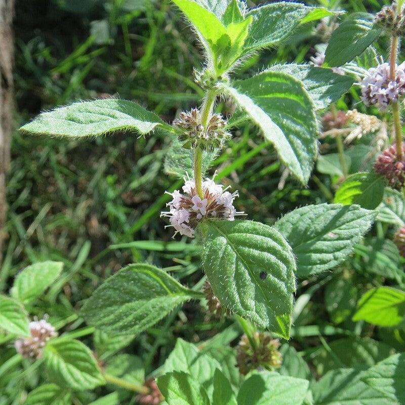 Mentha arvensis  - Wild Mint