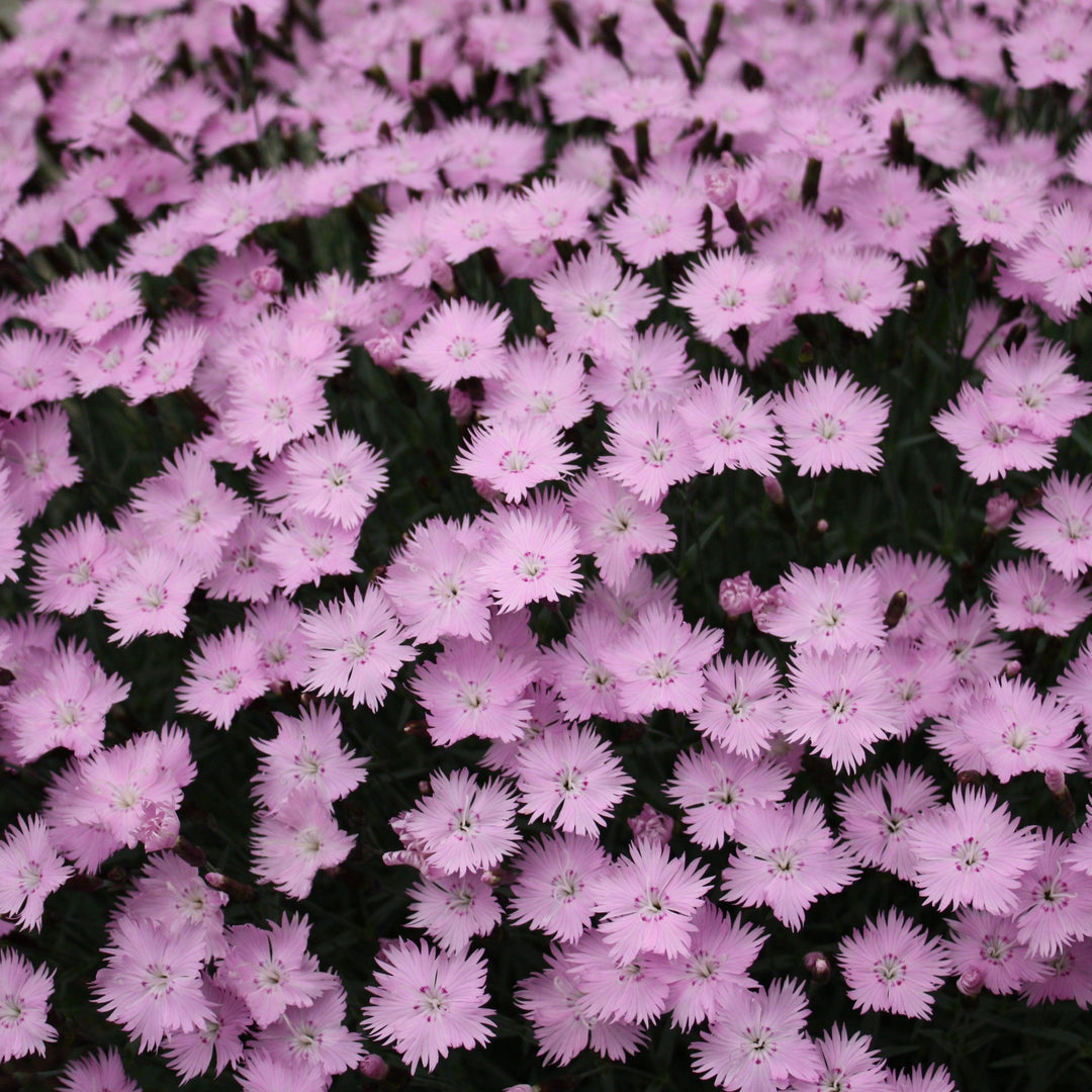 Dianthus 'Bath's Pink'  - Bath's Pink Dianthus