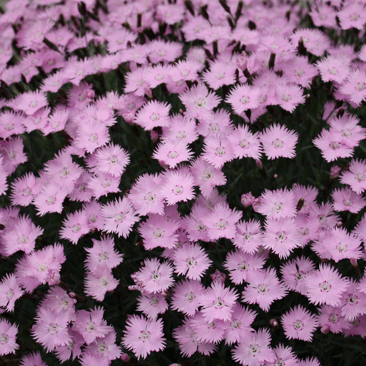 Dianthus 'Bath's Pink'  - Bath's Pink Dianthus