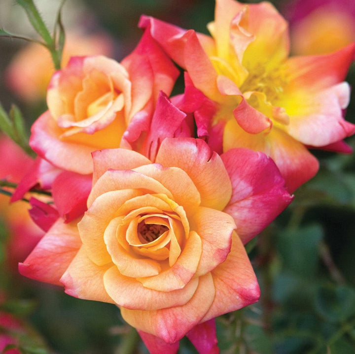 Rosa 'Joseph's Coat'  - Joseph's Coat Rose