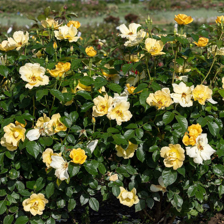 Rosa 'SRPylwko' PP 35,465  - Easy Bee-zy™ Knock Out® Rose