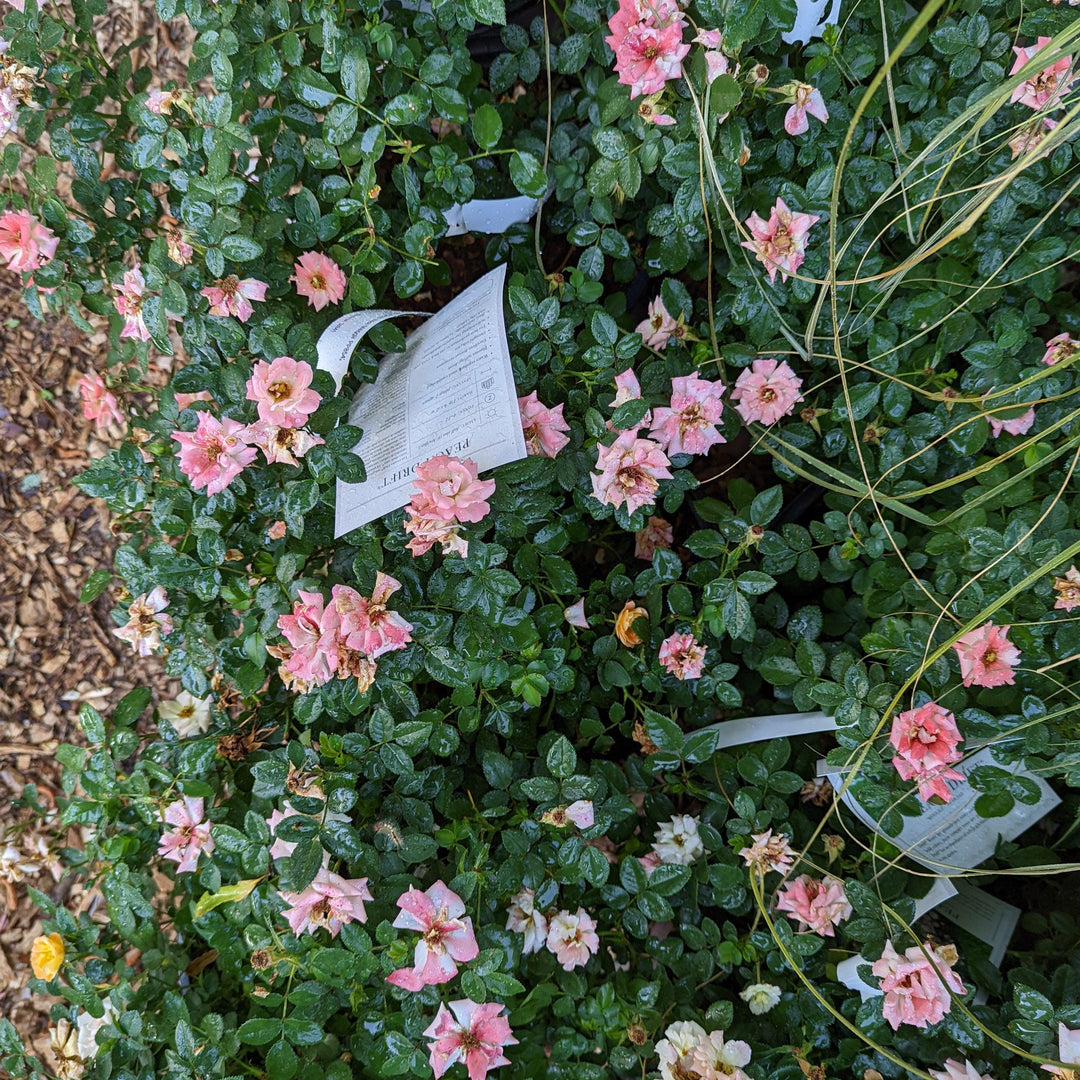 Rosa ‘Meiggili' PP18,542  - Peach Drift® Rose