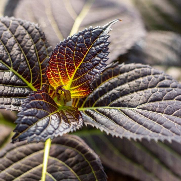 Hydrangea macrophylla 'Bailmacseven'  - First Editions® Eclipse® Hydrangea