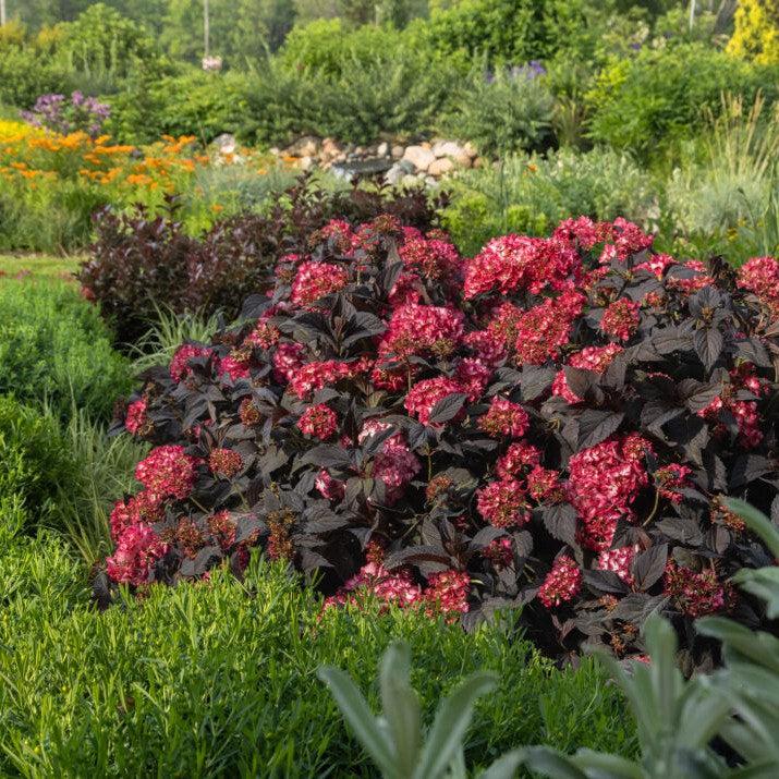 Hydrangea macrophylla 'Bailmacseven'  - First Editions® Eclipse® Hydrangea