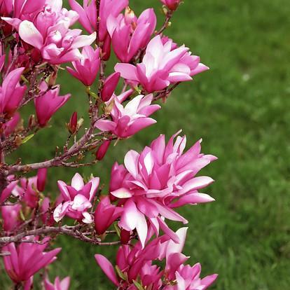 Magnolia 'Betty'  - Betty Magnolia