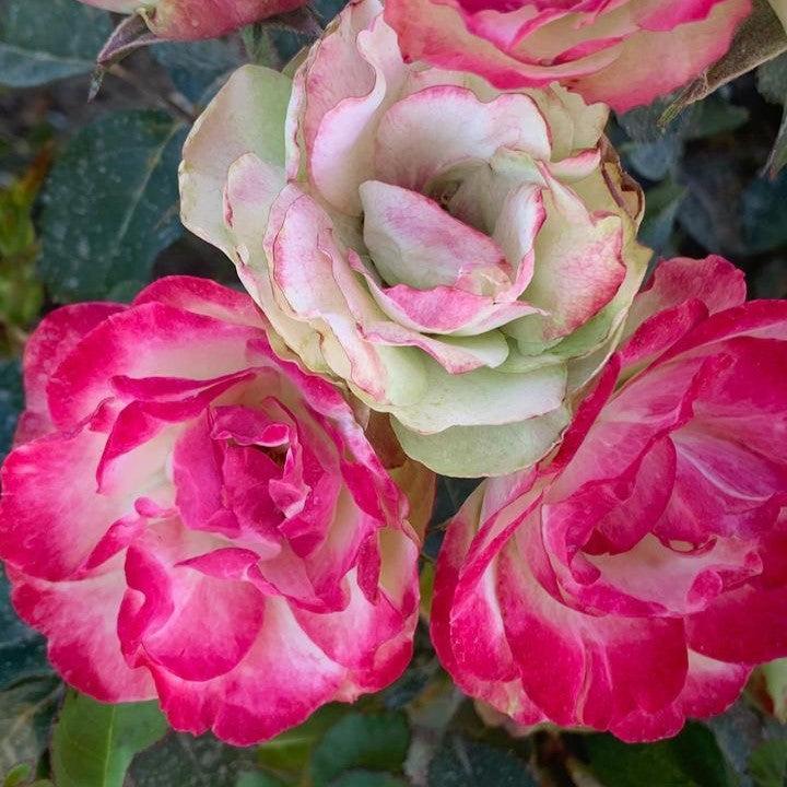 Rosa 'Radmeadow'  - Enchanted Meadow™ Rose