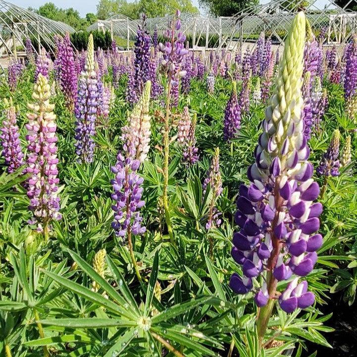 Lupinus 'Russell Hybrids Mix'  - Russell Hybrids Mix Lupine