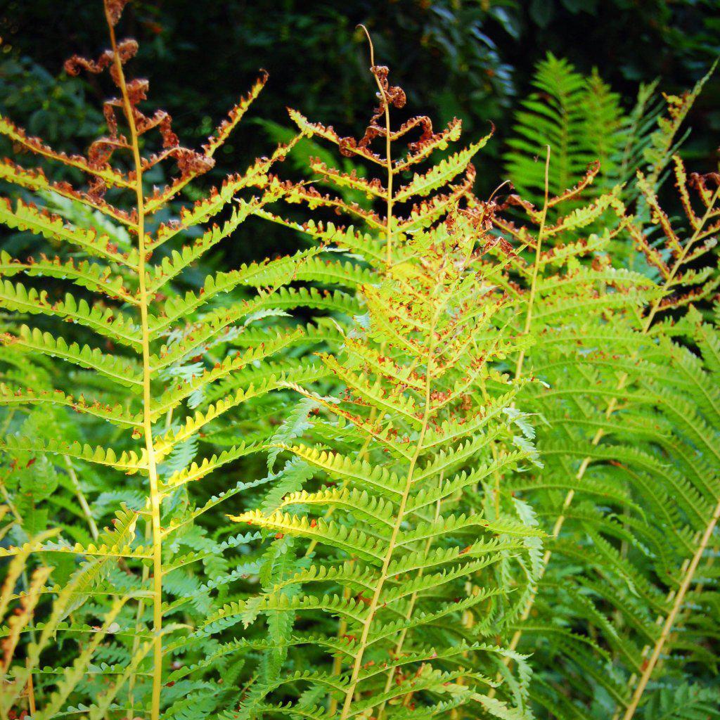Osmunda cinnamomea  - Cinnamon Fern
