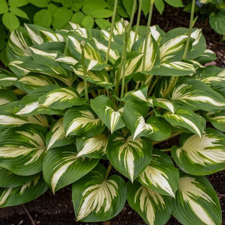Hosta 'Miss America' PP32,068  - PW® Shadowland® Miss America Hosta