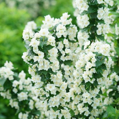 Philadelphus coronarius 'SMNPVG'  - Illuminati Tower® Mockorange
