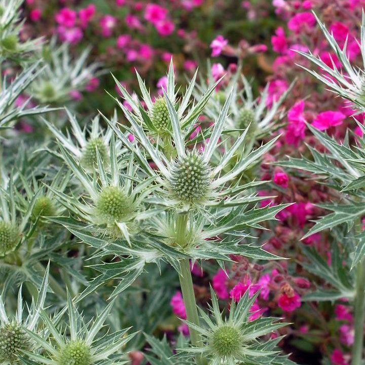 Eryngium x zabelii 'Big Blue'  - Big Blue Sea Holly