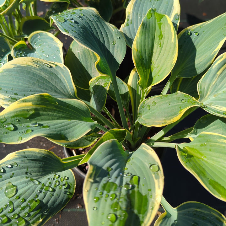 Hosta 'First Frost'  - First Frost Hosta