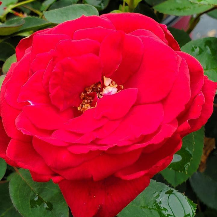 Rosa 'Baimir'  - Easy Elegance® Kashmir Rose