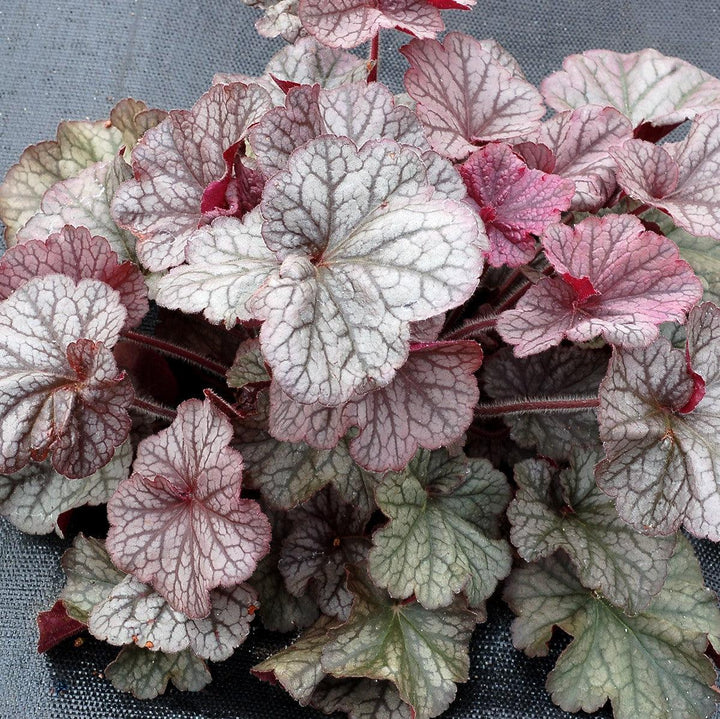 Heuchera x 'TNHEUNES' PP29632  - Northern Exposure™ Silver Heuchera