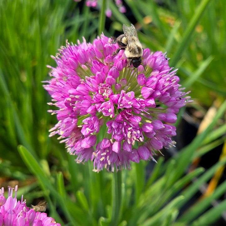 Allium x 'FB2020' PP35,932  - Cobalt Millenium Ornamental Onion