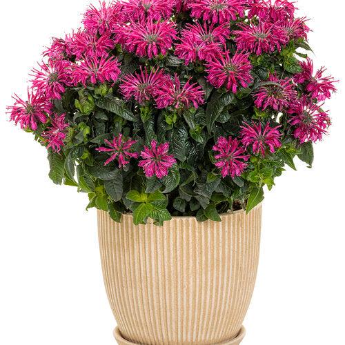 Monarda 'Leading Lady Razzberry' PP34130  - PW® Leading Lady Razzberry Bee Balm