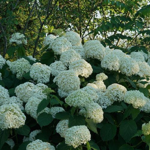 Hydrangea arborescens 'Abetwo'  - Proven Winners® Incrediball® Smooth Hydrangea