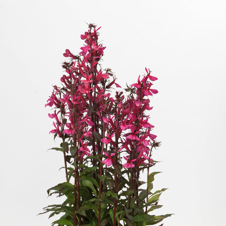 Lobelia x speciosa 'PAS1302714'  - Starship™ Rose Cardinal Flower