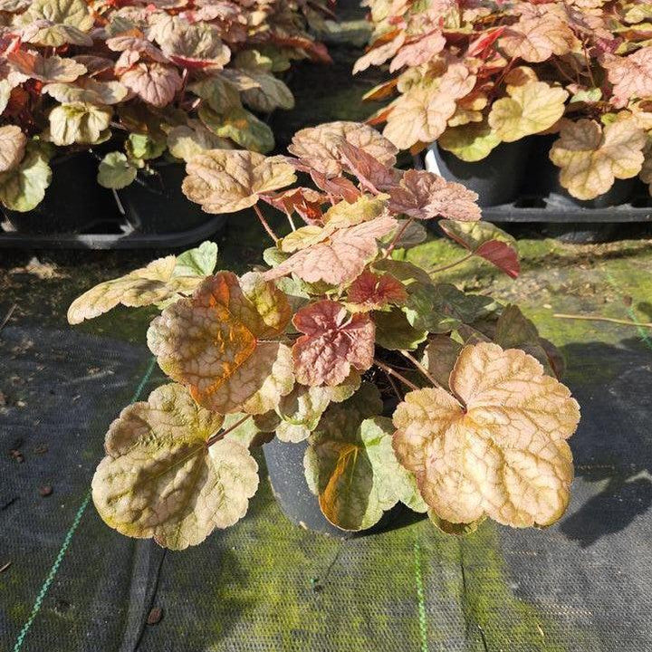 Heuchera 'Apricot'  - Apricot Coral Bells