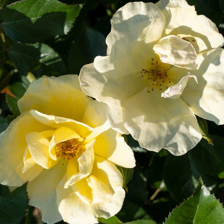 Rosa 'SRPylwko' PP 35,465  - Easy Bee-zy™ Knock Out® Rose
