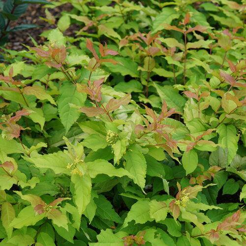 Diervilla x 'SMNDSS' PP34,138  - Kodiak® Fresh™ Honeysuckle