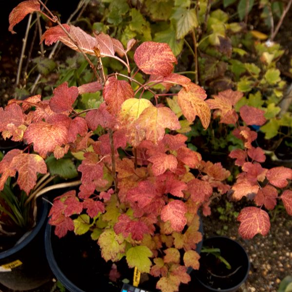 Viburnum trilobum ‘Bailey Compact’  - Bailey Compact Viburnum