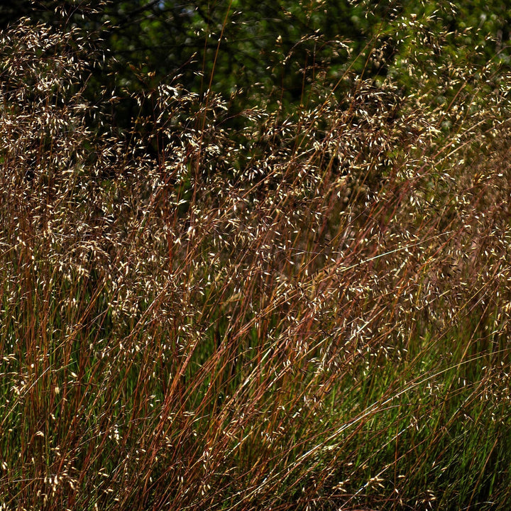 Deschampsia flexuosa  - Wavy Hair Grass