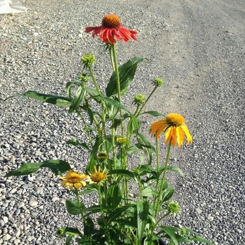 Echinacea x 'Cheyenne Spirit'  - Cheyenne Spirit Echinacea, Coneflower