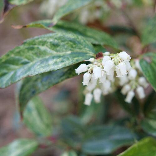 Leucothoe fontanesiana 'SMNLFGRV'  - Paisley Pup® Leucothoe