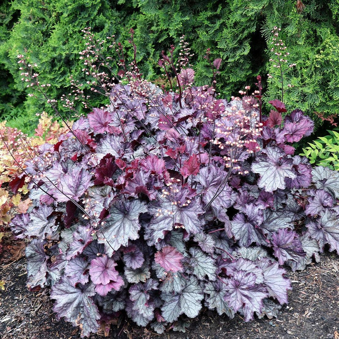 Heuchera x 'TNHEUNEP' PP#30568  - Northern Exposure™ Purple Heuchera