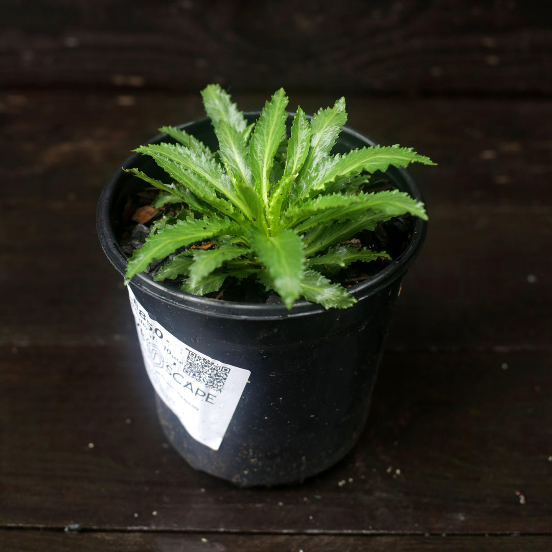 Lobelia cardinalis  - Cardinal Flower