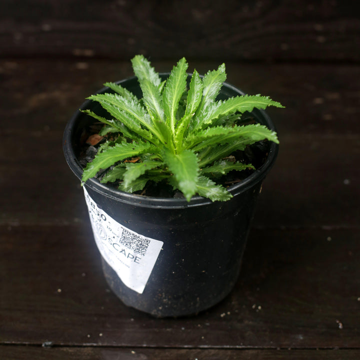 Lobelia cardinalis  - Cardinal Flower