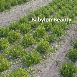 Buxus 'HER2010B04’ PP32273  - BetterBoxwood® Babylon Beauty™ Boxwood