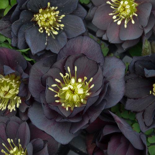 Helleborus 'Wedding Party Mix'  - Wedding Party® Mix Lenten Rose