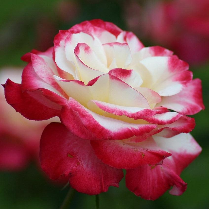Rosa 'ANDeli'  - Double Delight™ Rose