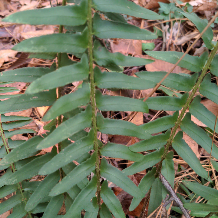 Polystichum acrostichoides  - Christmas Fern